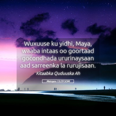 Picture 05 - Matayos 13:29 SOM - Wuxuuse ku yidhi, Maya, waaba intaas oo goortaad - Bible Verse Picture