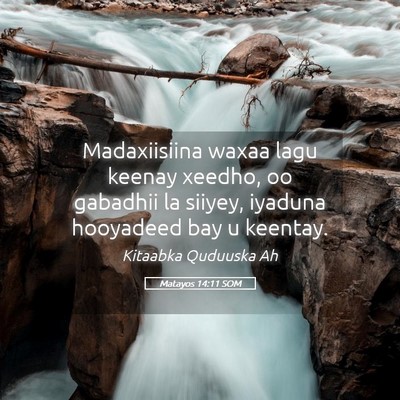 Picture 05 - Matayos 14:11 SOM - Madaxiisiina waxaa lagu keenay xeedho, oo - Bible Verse Picture