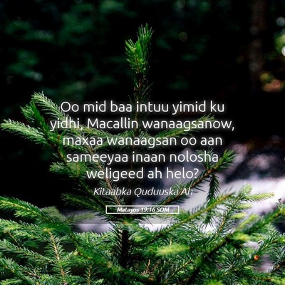 Picture 05 - Matayos 19:16 SOM - Oo mid baa intuu yimid ku yidhi, Macallin - Bible Verse Picture