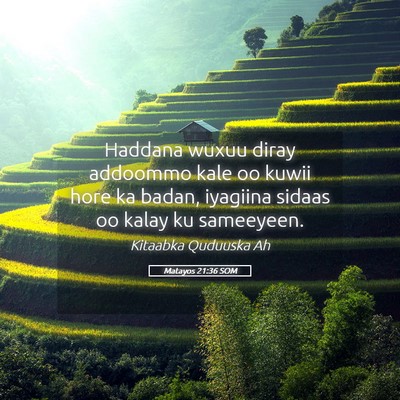 Picture 05 - Matayos 21:36 SOM - Haddana wuxuu diray addoommo kale oo kuwii hore - Bible Verse Picture