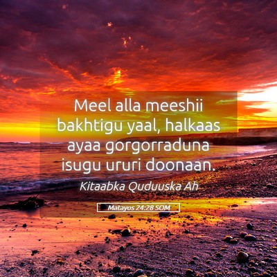 Picture 05 - Matayos 24:28 SOM - Meel alla meeshii bakhtigu yaal, halkaas ayaa - Bible Verse Picture