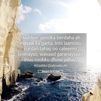 Picture 05 - Matayos 24:32 SOM - Haddeer geedka berdaha ah masaal ka garta. Intii - Bible Verse Picture