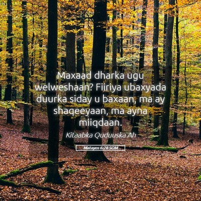 Picture 05 - Matayos 6:28 SOM - Maxaad dharka ugu welweshaan? Fiiriya ubaxyada - Bible Verse Picture