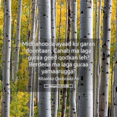 Picture 05 - Matayos 7:16 SOM - Midhahooda ayaad ku garan doontaan. Canab ma laga - Bible Verse Picture