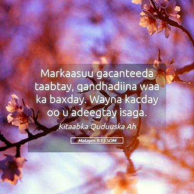 Picture 05 - Matayos 8:15 SOM - Markaasuu gacanteeda taabtay, qandhadiina waa ka - Bible Verse Picture