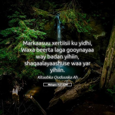 Picture 05 - Matayos 9:37 SOM - Markaasuu xertiisii ku yidhi, Waxa beerta laga - Bible Verse Picture