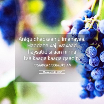 Picture 05 - Muujintii 3:11 SOM - Anigu dhaqsaan u imanayaa. Haddaba xaji waxaad - Bible Verse Picture