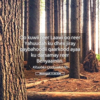 Picture 05 - Nexemyaah 11:36 SOM - Oo kuwii reer Laawi oo reer Yahuudah ku dhex - Bible Verse Picture