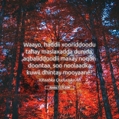 Picture 05 - Rooma 11:15 SOM - Waayo, haddii xooriddoodu tahay maslaxadda - Bible Verse Picture