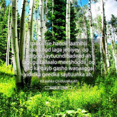 Picture 05 - Rooma 11:17 SOM - Laakiinse haddii laamihii qaarkood laga jebiyey, - Bible Verse Picture