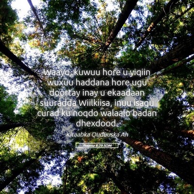 Picture 05 - Rooma 8:29 SOM - Waayo, kuwuu hore u yiqiin wuxuu haddana hore ugu - Bible Verse Picture