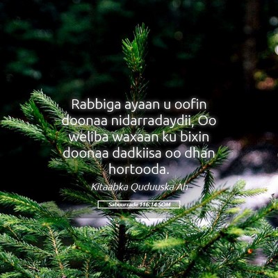 Picture 05 - Sabuurradii 116:14 SOM - Rabbiga ayaan u oofin doonaa nidarradaydii, Oo - Bible Verse Picture