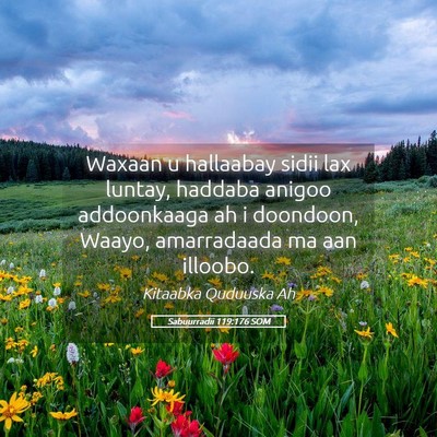 Picture 05 - Sabuurradii 119:176 SOM - Waxaan u hallaabay sidii lax luntay, haddaba - Bible Verse Picture