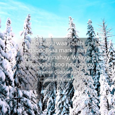 Picture 05 - Sabuurradii 119:50 SOM - Oo taasu waa i qalbi qaboojisaa markii aan - Bible Verse Picture