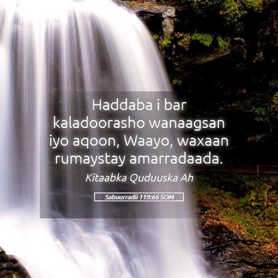 Picture 05 - Sabuurradii 119:66 SOM - Haddaba i bar kaladoorasho wanaagsan iyo aqoon, - Bible Verse Picture