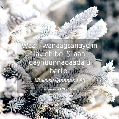 Picture 05 - Sabuurradii 119:71 SOM - Waa ii wanaagsanayd in lay dhibo, Si aan - Bible Verse Picture