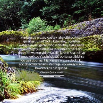 Picture 05 - Samuu'eel Kowaad 11:7 SOM - Markaasuu wuxuu qaatay laba dibi oo intuu qalay - Bible Verse Picture
