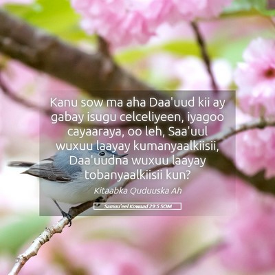 Picture 05 - Samuu'eel Kowaad 29:5 SOM - Kanu sow ma aha Daa'uud kii ay gabay isugu - Bible Verse Picture