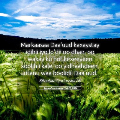 Picture 05 - Samuu'eel Kowaad 30:20 SOM - Markaasaa Daa'uud kaxaystay idihii iyo lo'dii oo - Bible Verse Picture