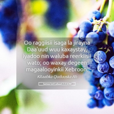 Picture 05 - Samuu'eel Labaad 2:3 SOM - Oo raggiisii isaga la jirayna Daa'uud wuu - Bible Verse Picture
