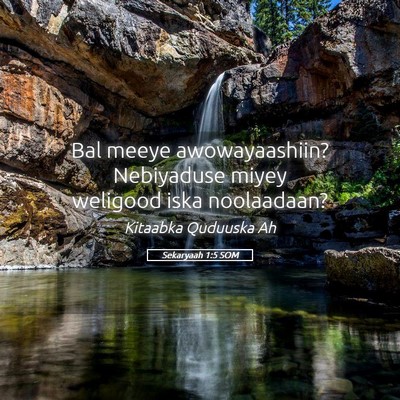 Picture 05 - Sekaryaah 1:5 SOM - Bal meeye awowayaashiin? Nebiyaduse miyey - Bible Verse Picture
