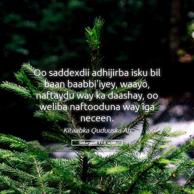 Picture 05 - Sekaryaah 11:8 SOM - Oo saddexdii adhijirba isku bil baan baabbi'iyey, - Bible Verse Picture