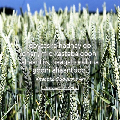 Picture 05 - Sekaryaah 12:14 SOM - qoysaska hadhay oo dhan, mid kastaba gooni - Bible Verse Picture
