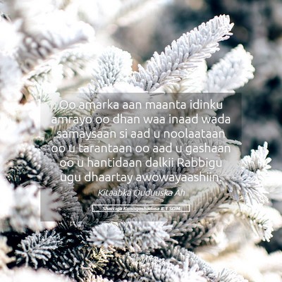 Picture 05 - Sharciga Kunoqoshadiisa 8:1 SOM - Oo amarka aan maanta idinku amrayo oo dhan waa - Bible Verse Picture