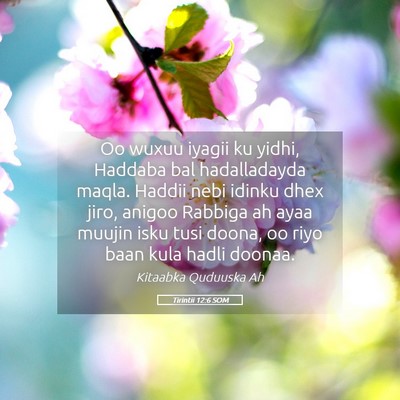 Picture 05 - Tirintii 12:6 SOM - Oo wuxuu iyagii ku yidhi, Haddaba bal - Bible Verse Picture