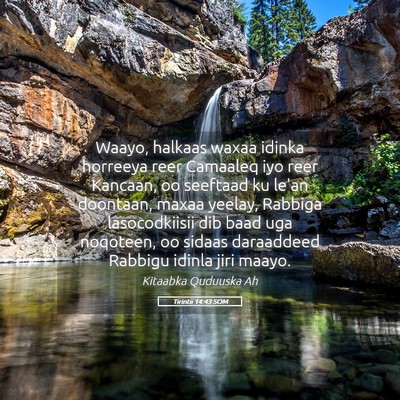 Picture 05 - Tirintii 14:43 SOM - Waayo, halkaas waxaa idinka horreeya reer - Bible Verse Picture