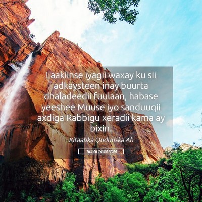 Picture 05 - Tirintii 14:44 SOM - Laakiinse iyagii waxay ku sii adkaysteen inay - Bible Verse Picture