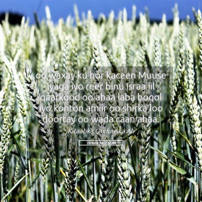 Picture 05 - Tirintii 16:2 SOM - oo waxay ku hor kaceen Muuse iyaga iyo reer binu - Bible Verse Picture