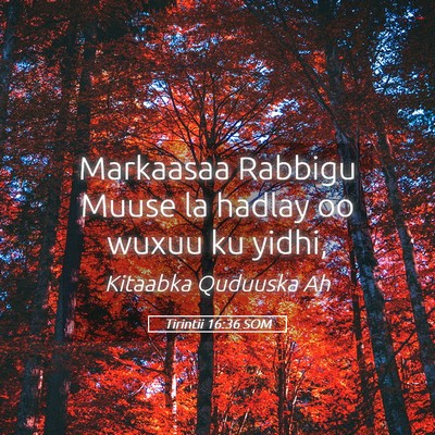 Picture 05 - Tirintii 16:36 SOM - Markaasaa Rabbigu Muuse la hadlay oo wuxuu ku - Bible Verse Picture