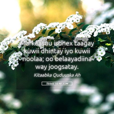 Picture 05 - Tirintii 16:48 SOM - Markaasuu isdhex taagay kuwii dhintay iyo kuwii - Bible Verse Picture