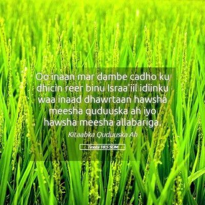Picture 05 - Tirintii 18:5 SOM - Oo inaan mar dambe cadho ku dhicin reer binu - Bible Verse Picture