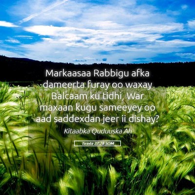 Picture 05 - Tirintii 22:28 SOM - Markaasaa Rabbigu afka dameerta furay oo waxay - Bible Verse Picture