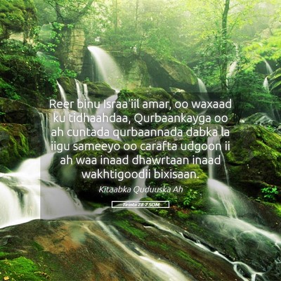 Picture 05 - Tirintii 28:2 SOM - Reer binu Israa'iil amar, oo waxaad ku - Bible Verse Picture