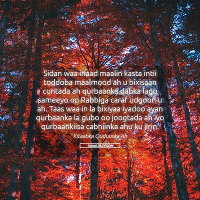 Picture 05 - Tirintii 28:24 SOM - Sidan waa inaad maalin kasta intii toddoba - Bible Verse Picture
