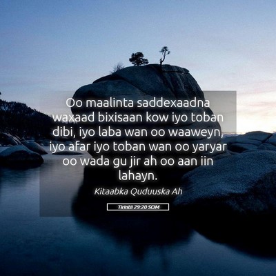 Picture 05 - Tirintii 29:20 SOM - Oo maalinta saddexaadna waxaad bixisaan kow iyo - Bible Verse Picture