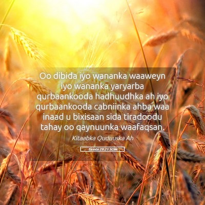 Picture 05 - Tirintii 29:21 SOM - Oo dibida iyo wananka waaweyn iyo wananka - Bible Verse Picture