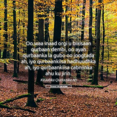 Picture 05 - Tirintii 29:28 SOM - Oo waa inaad orgi u bixisaan qurbaan dembi, oo - Bible Verse Picture