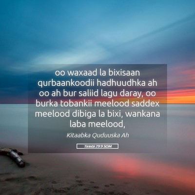 Picture 05 - Tirintii 29:9 SOM - oo waxaad la bixisaan qurbaankoodii hadhuudhka ah - Bible Verse Picture