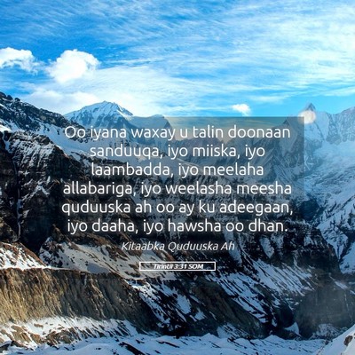 Picture 05 - Tirintii 3:31 SOM - Oo iyana waxay u talin doonaan sanduuqa, iyo - Bible Verse Picture
