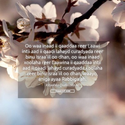 Picture 05 - Tirintii 3:41 SOM - Oo waa inaad ii qaaddaa reer Laawi intii aad ii - Bible Verse Picture