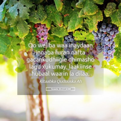Picture 05 - Tirintii 35:31 SOM - Oo weliba waa inaydaan innaba furan nafta - Bible Verse Picture