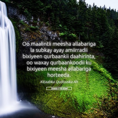 Picture 05 - Tirintii 7:10 SOM - Oo maalintii meesha allabariga la subkay ayay - Bible Verse Picture