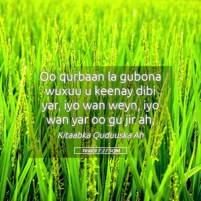 Picture 05 - Tirintii 7:27 SOM - Oo qurbaan la gubona wuxuu u keenay dibi yar, iyo - Bible Verse Picture