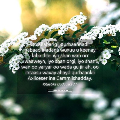 Picture 05 - Tirintii 7:71 SOM - Oo allabarigii qurbaannadii nabaadiinadana wuxuu - Bible Verse Picture