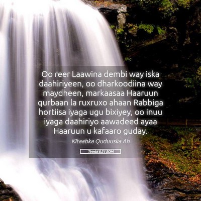 Picture 05 - Tirintii 8:21 SOM - Oo reer Laawina dembi way iska daahiriyeen, oo - Bible Verse Picture