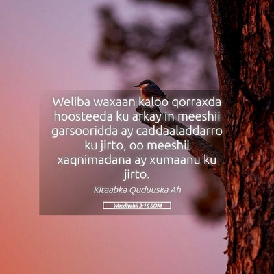 Picture 05 - Wacdiyahii 3:16 SOM - Weliba waxaan kaloo qorraxda hoosteeda ku arkay - Bible Verse Picture